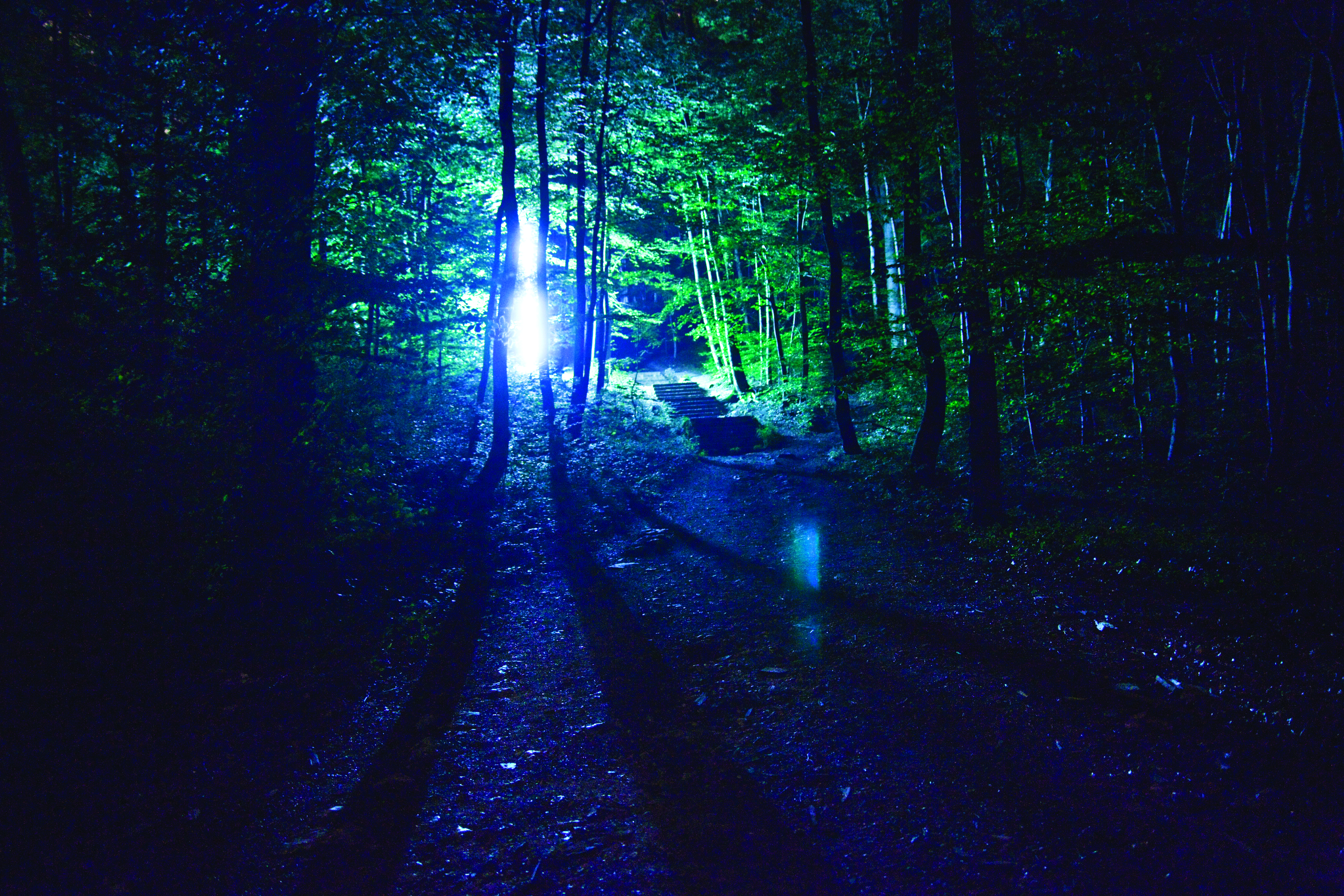 image of a forest dramatically backlit at night from Mette Ingvartsen's The Light Forest PRoject