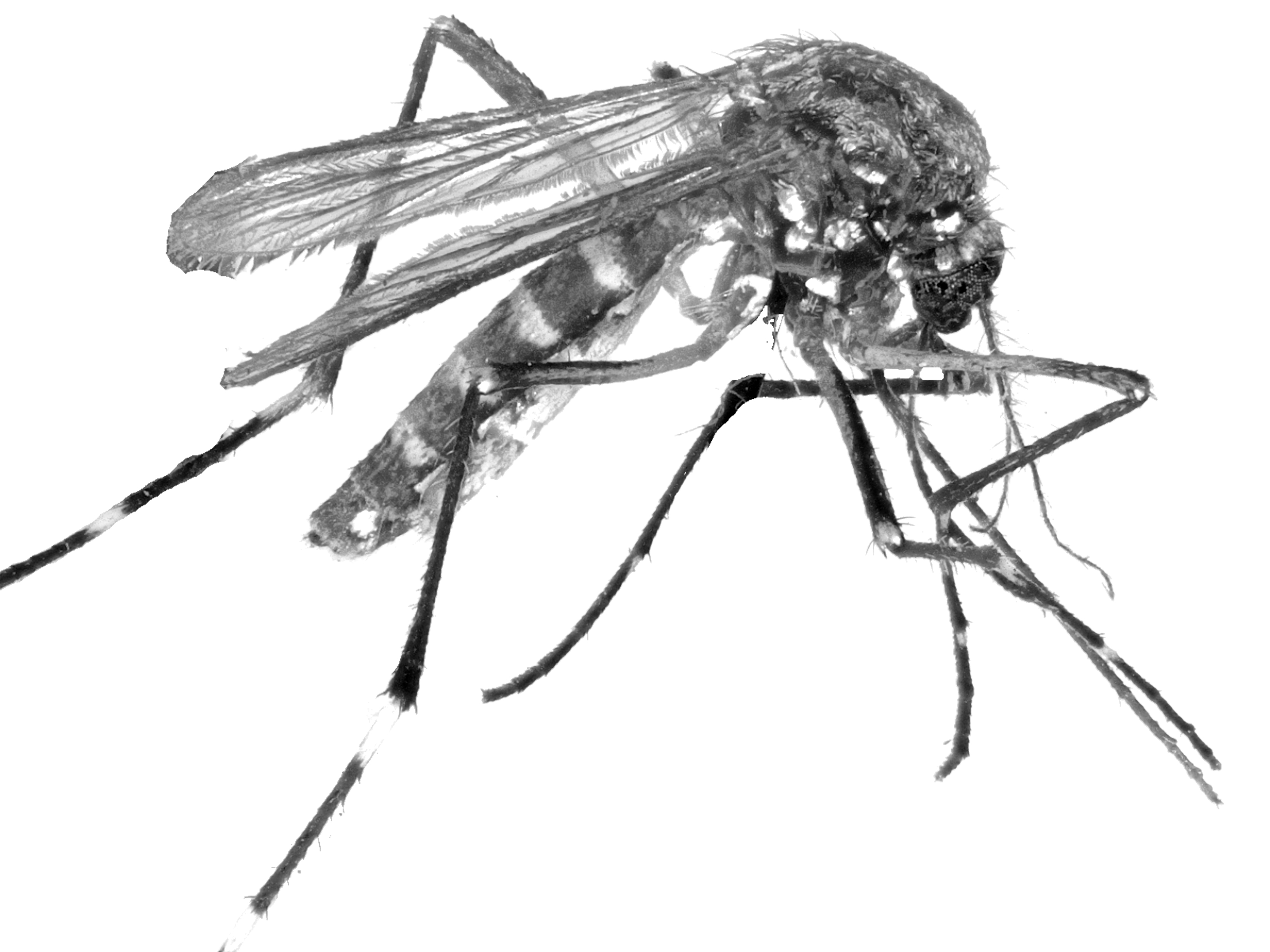 Close up images of Mosquito
